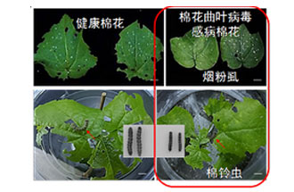 近日，微生物研究所發(fā)現(xiàn)雙生病毒調(diào)控植物免疫平衡實現(xiàn)全新生態(tài)功能